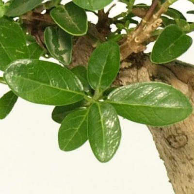 Izbová bonsai - PREMNA microphylla - Kozlovoň malolistá - 4