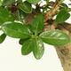 Izbová bonsai - PREMNA microphylla - Kozlovoň malolistá - 3/4