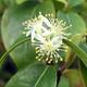 Izbová bonsai - Austrálska čerešňa - Eugenia uniflora - 3/3