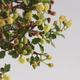 Izbová bonsai - Ulmus parvifolia - malolistá brest - 3/3
