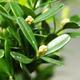 Izbová bonsai - Buxus harlandii - korkový buxus - 3/4