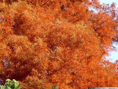 Vonkajšie bonsai - Tisovec dvojradový - 4