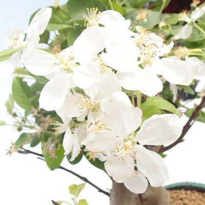 Vonkajšie bonsai - Malus halliana - Maloplodé jabloň VB2020-436 - 5