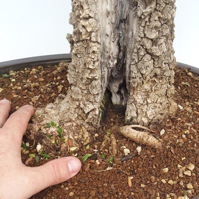 Pokojová bonsai - Olea europaea sylvestris -Oliva evropská drobnolistá PB220640 - 5