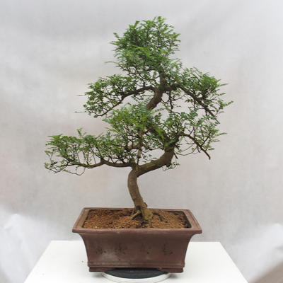 Izbová bonsai - Zantoxylum piperitum - Pepřovník - 5