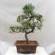 Izbová bonsai - Zantoxylum piperitum - Pepřovník - 5/5