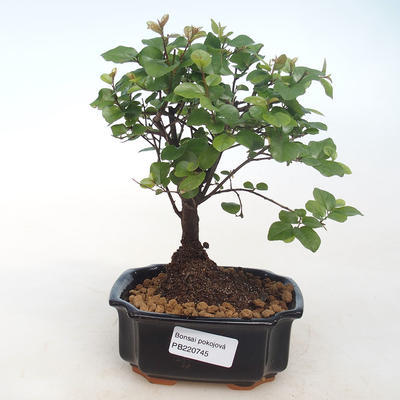 Pokojová bonsai - Sagerécie thea - Sagerécie thea  PB220745 - 5