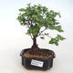 Pokojová bonsai - Sagerécie thea - Sagerécie thea  PB220745 - 5/5