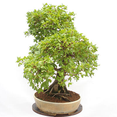 Vonkajší bonsai - Javor Francúzsky - Acer Nonspessulanum - 5