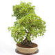 Vonkajší bonsai - Javor Francúzsky - Acer Nonspessulanum - 5/5