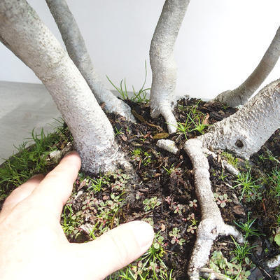 Vonkajšie bonsai - Fagus sylvatica - Buk lesný - 5