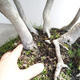 Vonkajšie bonsai - Fagus sylvatica - Buk lesný - 5/5