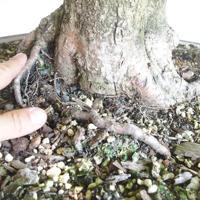 Vonkajšie bonsai - Lipa malolistá - Tilia cordata - 5