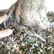 Vonkajšie bonsai - Lipa malolistá - Tilia cordata - 5/5