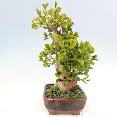 Vonkajší bonsai - Jinan dvojlaločný - Ginkgo biloba - 5