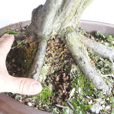 Vonkajšie bonsai - Hrab obyčajný - Carpinus betulus - 5