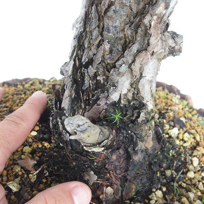 Vonkajšie bonsai - Pinus Sylvestris - Borovica lesná - 5