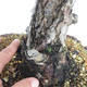 Vonkajšie bonsai - Pinus Sylvestris - Borovica lesná - 5/5