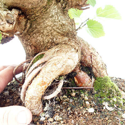 Vonkajšie bonsai -Morus albumy - moruše - 5