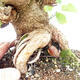 Vonkajšie bonsai -Morus albumy - moruše - 5/5