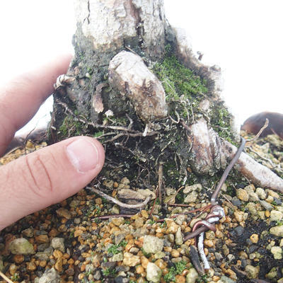 Vonkajšie bonsai - Pinus Mugo - Borovica Marhuľa - 5