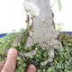 Vonkajšie bonsai - Lipa malolistá - Tilia cordata - 5/5