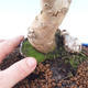 Vonkajší bonsai -Malus halliana - Maloplodé jabloň - 5/5