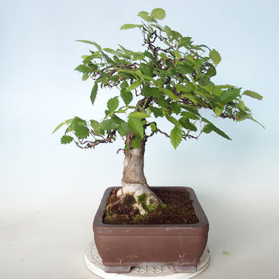 Vonkajšie bonsai - Zelkova - 5