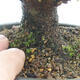 Vonkajšie bonsai - Javor Buergerianum - Javor Burgerův - 5/6