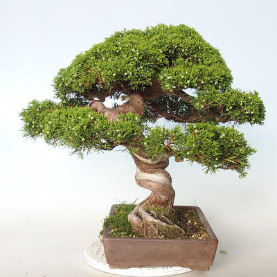 Vonkajšie bonsai - Juniperus chinensis Itoigava-Jalovec čínsky - 5