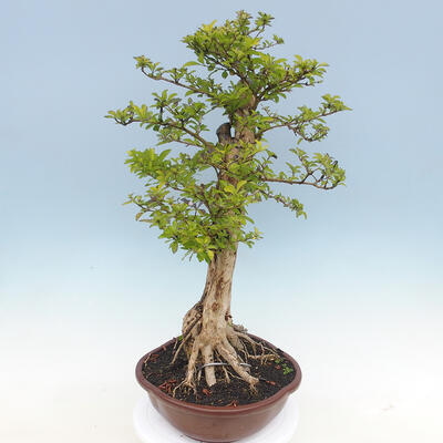 Izbová bonsai - Durant erecta aurea - 5