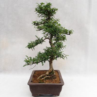 Izbová bonsai - Zantoxylum piperitum - Piepor PB2191200 - 5