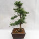 Izbová bonsai - Zantoxylum piperitum - Piepor PB2191200 - 5/5