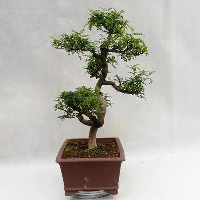Izbová bonsai - Zantoxylum piperitum - Piepor PB2191201 - 5