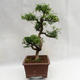 Izbová bonsai - Zantoxylum piperitum - Piepor PB2191201 - 5/5