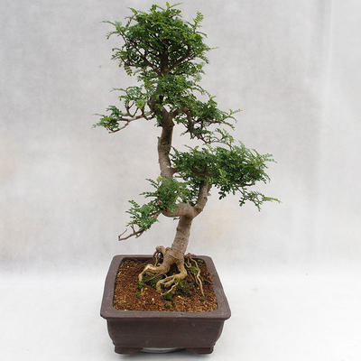 Izbová bonsai - Zantoxylum piperitum - Piepor PB2191202 - 5