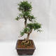 Izbová bonsai - Zantoxylum piperitum - Piepor PB2191202 - 5/5