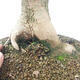 Vonkajšie bonsai - Javor Buergerianum - Javor Burgerův - 5/5