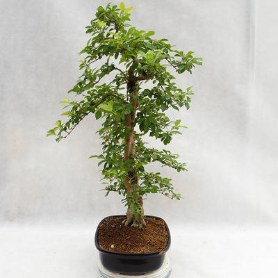 Izbová bonsai - Durant erecta Aurea PB2191211 - 5