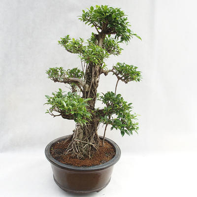 Izbová bonsai - Ficus kimmen - malolistá fikus PB2191217 - 5