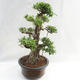 Izbová bonsai - Ficus kimmen - malolistá fikus PB2191217 - 5/6