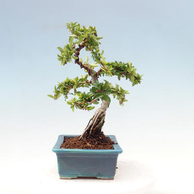 Vonkajší bonsai-Pyracanta Teton-Hlohyňa - 5