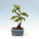 Vonkajší bonsai-Pyracanta Teton-Hlohyňa - 5/5