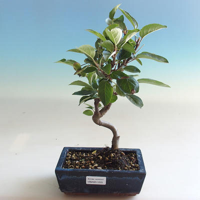 Vonkajšie bonsai - Malus halliana - Maloplodé jabloň - 5