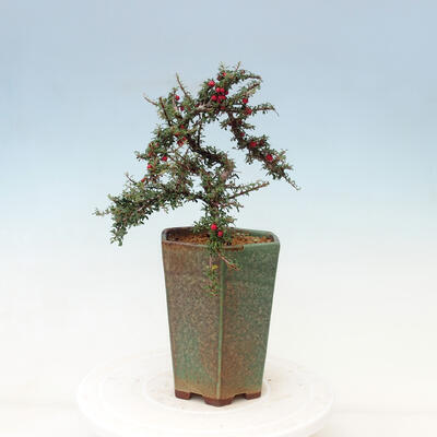 Vonkajší bonsai-Cotoneaster microcarpa var.thymifolius-Skalník - 5