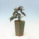 Vonkajší bonsai-Cotoneaster microcarpa var.thymifolius-Skalník - 5/5