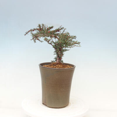 Vonkajší bonsai-Cotoneaster microcarpa var.thymifolius-Skalník - 5
