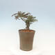 Vonkajší bonsai-Cotoneaster microcarpa var.thymifolius-Skalník - 5/5