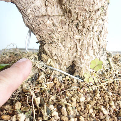 Vonkajšie bonsai - Ginko dvojlaločné - Ginkgo biloba - 5