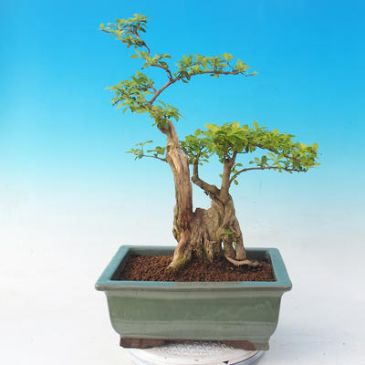 Izbová bonsai - Durant erecta Aurea - 5